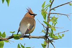 Cedar Waxwing